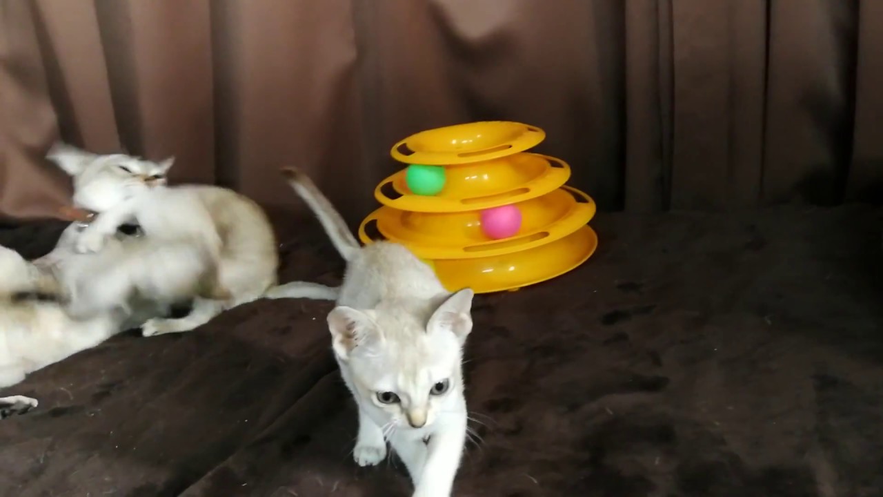 猫舎 シンガプーラの子猫達 生後55日目