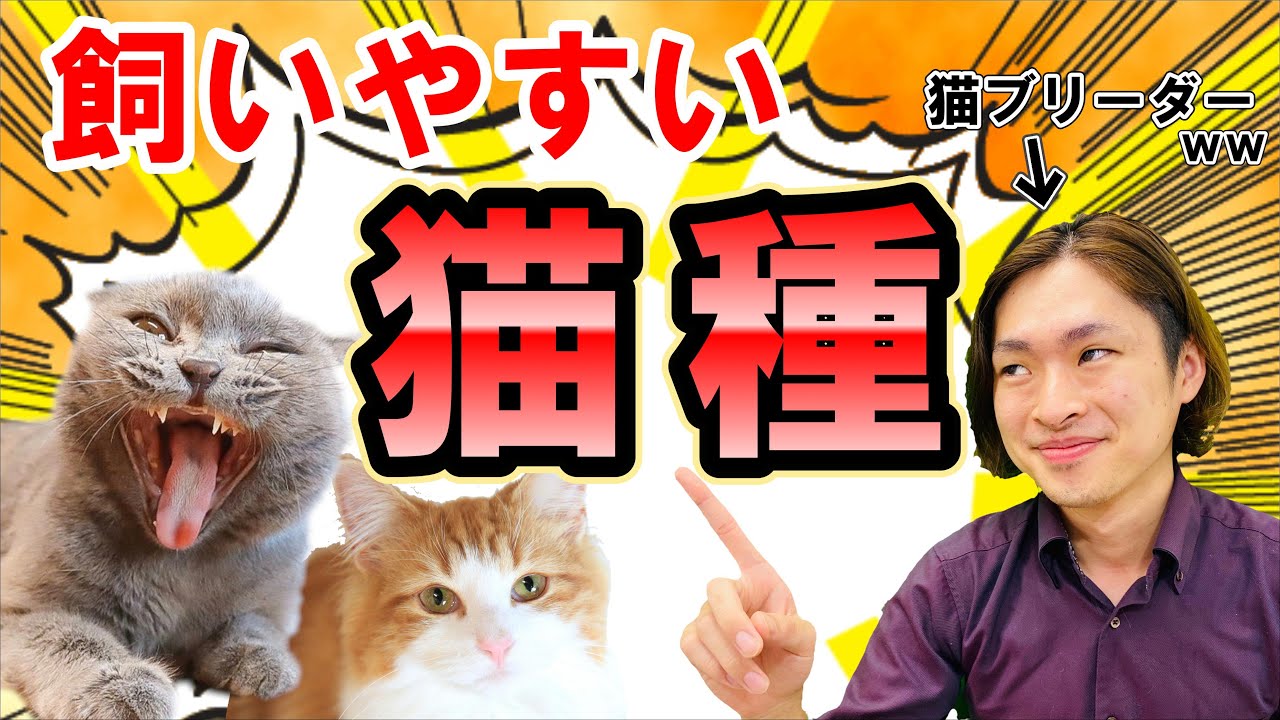 【2020年後期～2021年】飼いやすい猫種ランキング！猫アレルギーでも飼える種類!?ブリーダーだからこそ分かる視点でお伝えします,1位に輝いた子猫は誰だ！！