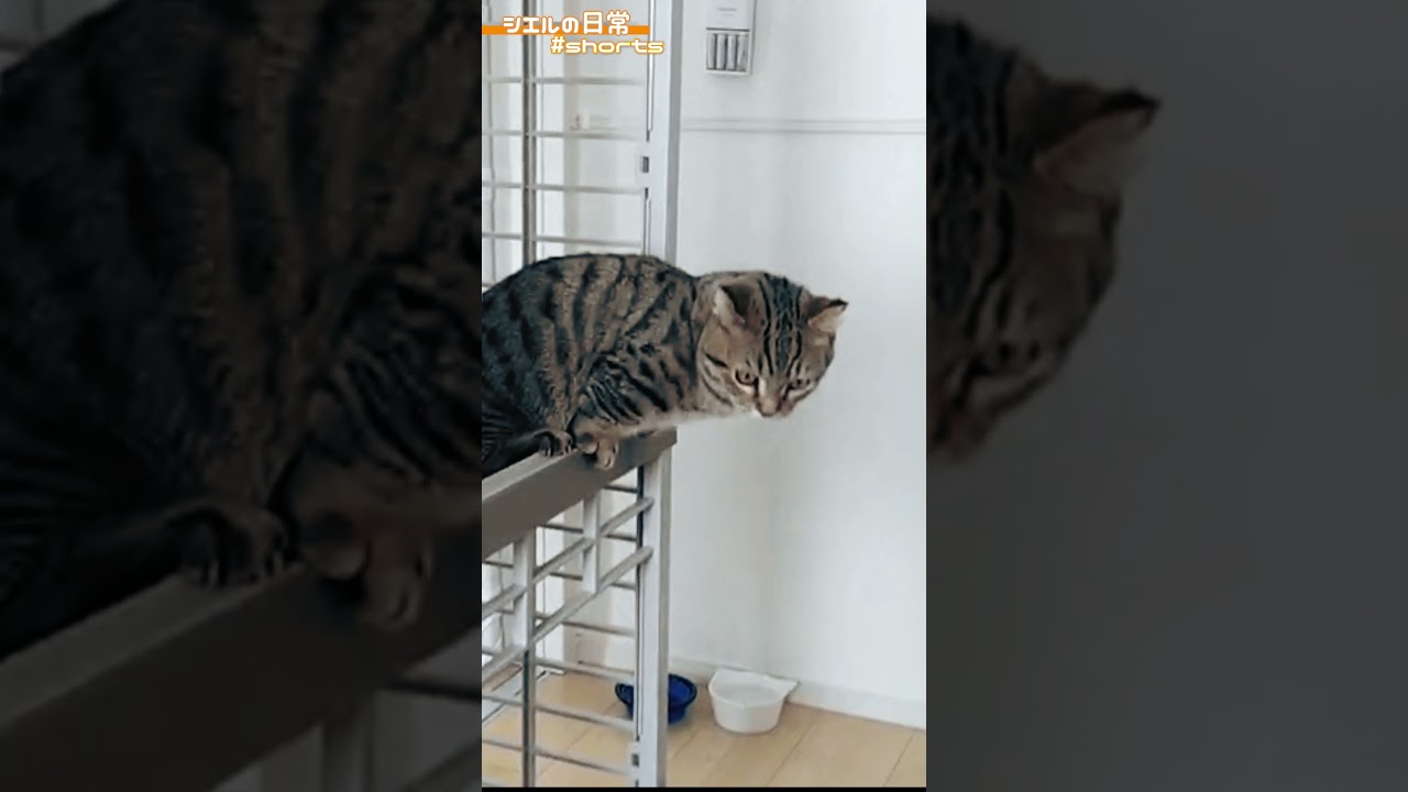 短足でも登れちゃう　/キンカロー　マンチカン×アメリカンカール　#Shorts