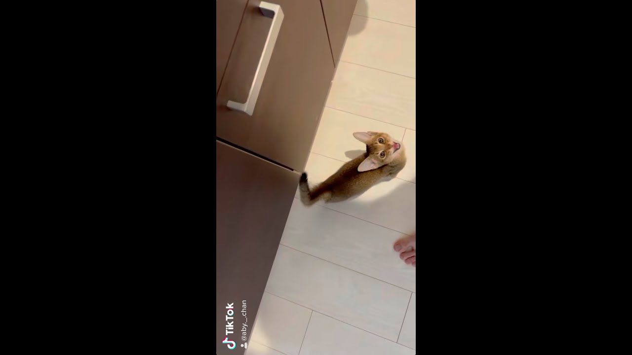 ただただご飯が欲しい子ネコ | アビシニアンの子猫アビー #Shorts