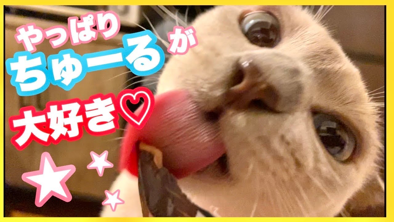 【トンキニーズ】猫、チュールに大興奮！ペロペロが止まらない。