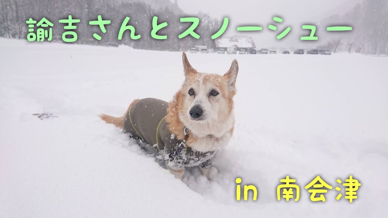 わんことスノーシュー