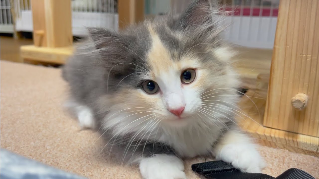 東京都在住一人暮らしノルウェージャンフォレストキャットを飼ってみた（みるふお迎え）