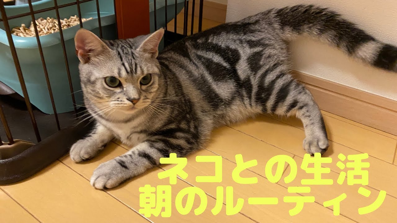 朝のルーティン【アメリカンショートヘア】