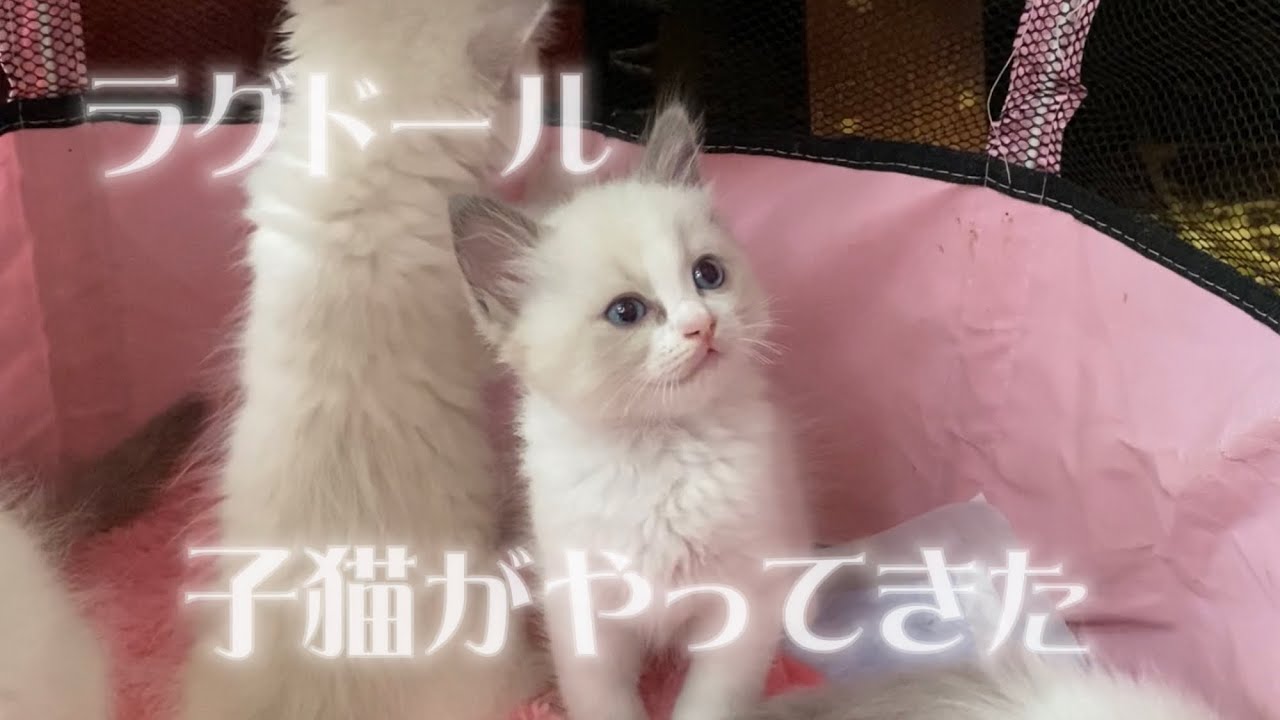 ラグドールの子猫がやってきた！〜お迎え編〜
