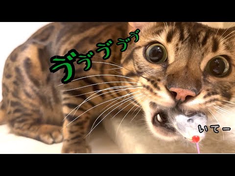 だってノア、ベンガル猫最強だから