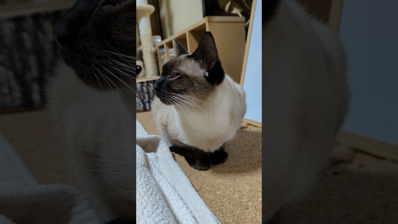 きょろきょろシャム猫 - Cats looking around - #Shorts