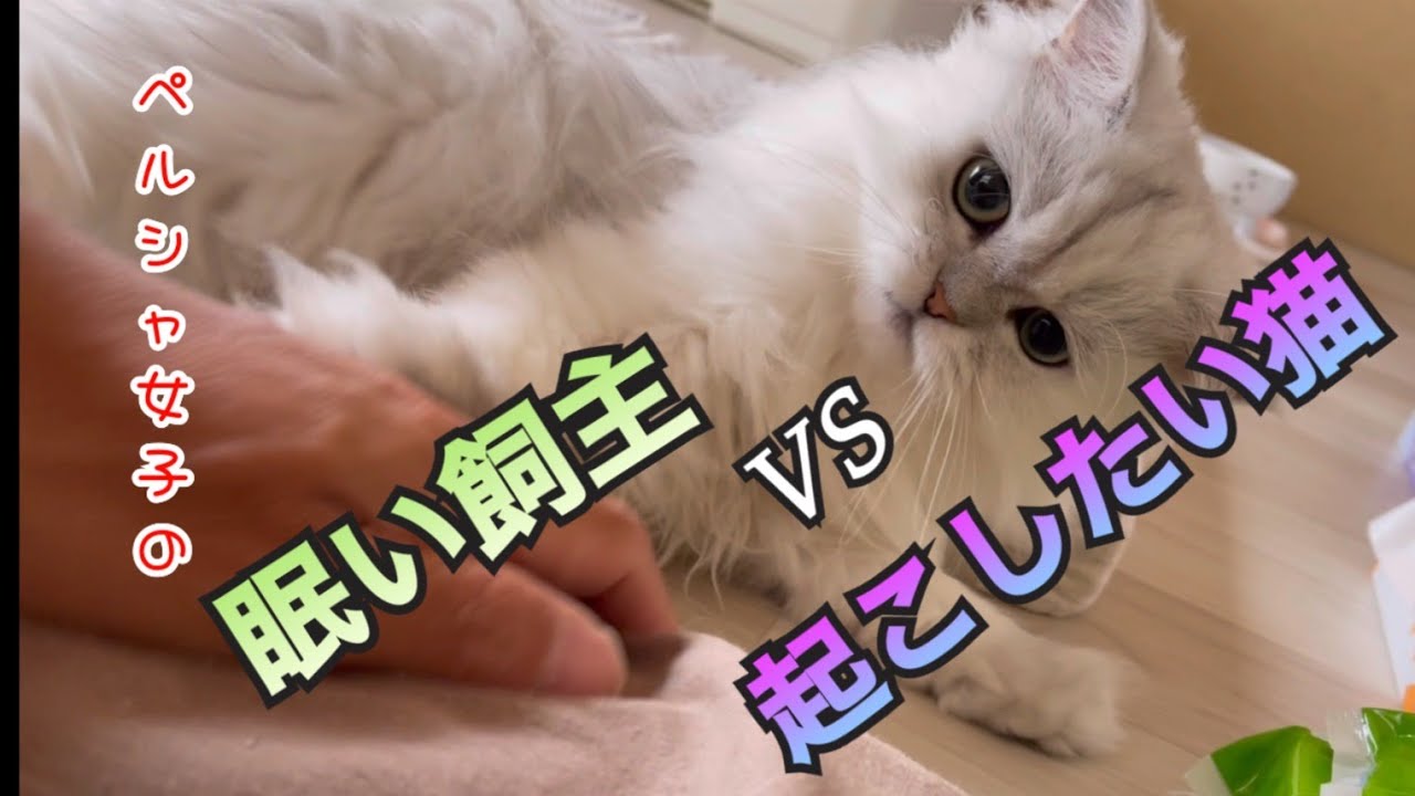 【猫動画】ペルシャ女子の眠い飼主vs起こしたい猫【目覚まし】