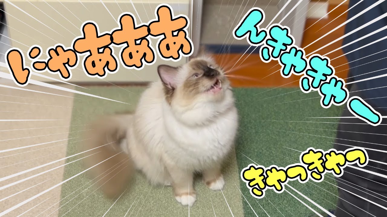 おしゃべりな猫見てると楽しい【バーマン】
