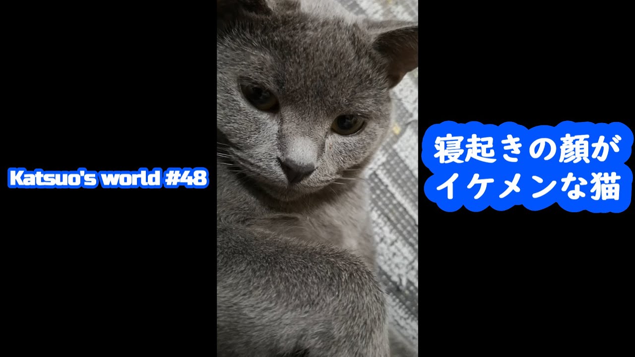 【Shorts】寝起きの顔がイケメンな猫【シャルトリュー/猫のおもしろ動画】