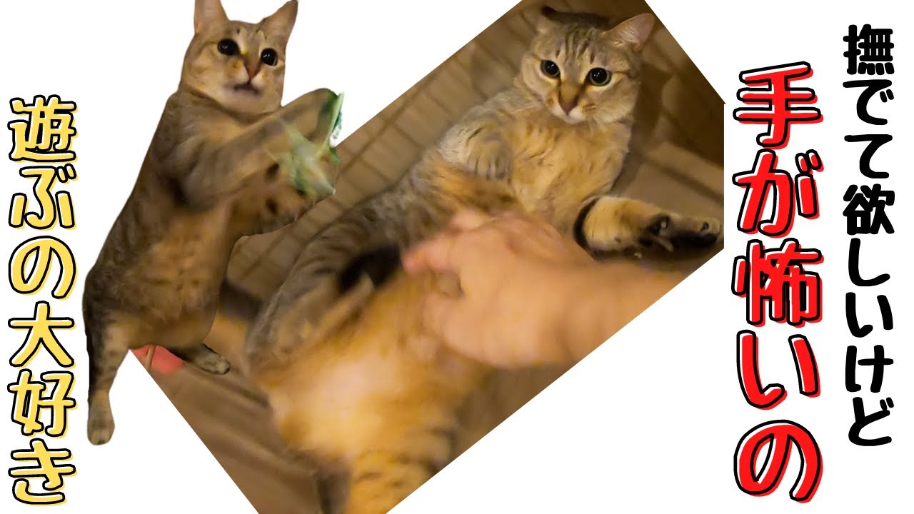 手が怖いオシキャット似のキジトラ初めて撫でられ怖いけど撫でて欲しい葛藤（保護猫カフェ猫の恵庭）難波Touching a scary brown tabby cat for the first time