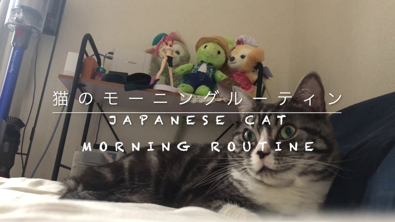 日本猫のモーニングルーティン【Japanese cat morning routine】