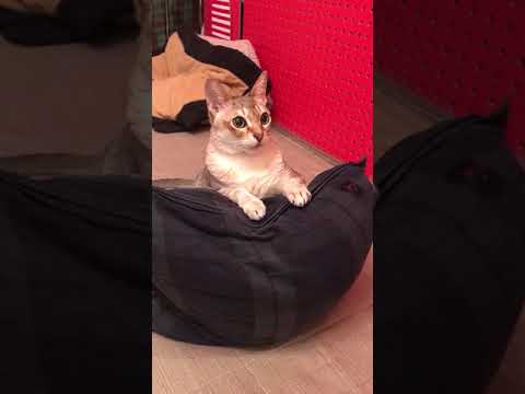 クッション独り占めなシンガプーラなのにゃ♪