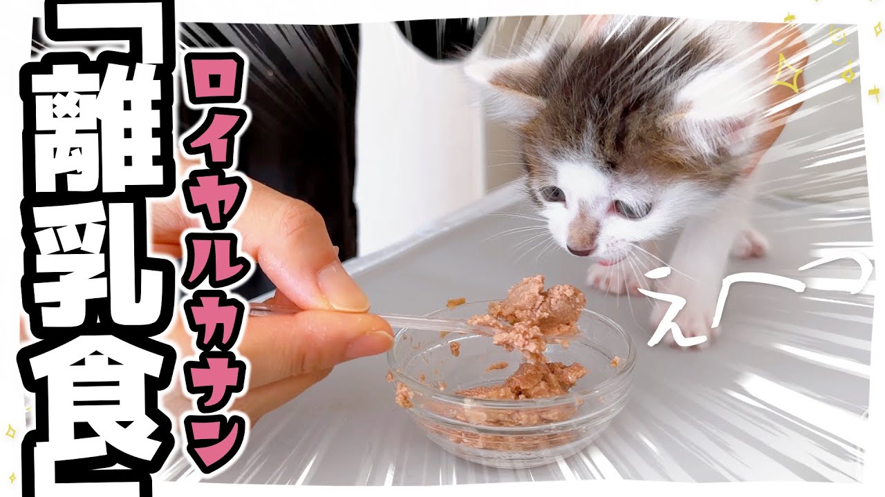 【子猫】離乳食ロイヤルカナンをじっくり味わう【保護猫生活30日目】