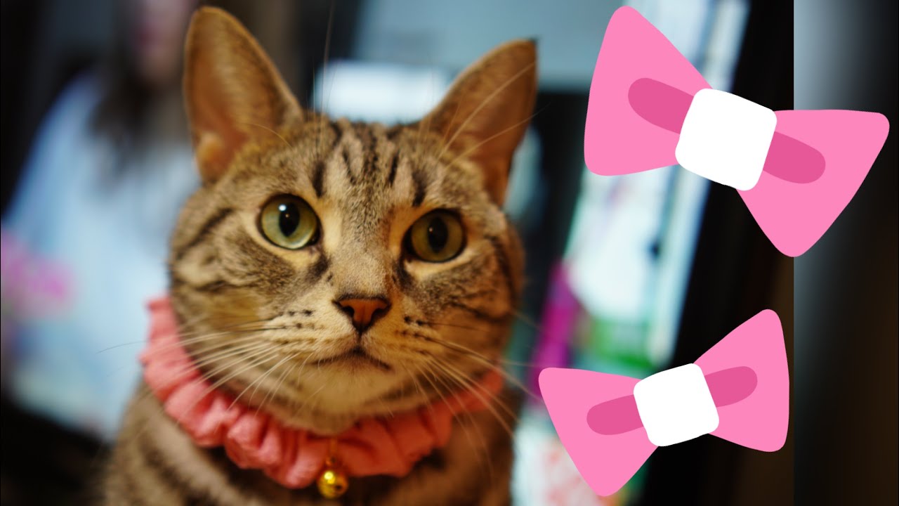 【アメショとソマリ】シュシュ首輪を付けた猫たちが可愛い。#猫動画