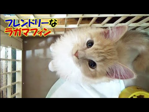 生後４ヶ月のラガマフィンの男の子 - お迎えして一週間が経ちました