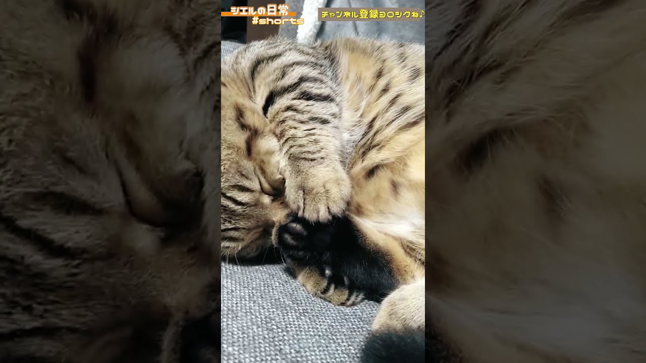 足の匂いを嗅ぎながら寝落ちしちゃったシエル君ｗｗ　/キンカロー　マンチカン×アメリカンカール　#Shorts