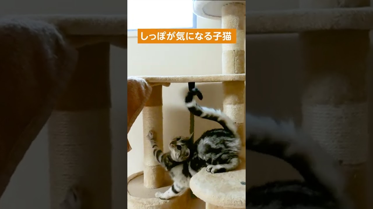 自分のしっぽが気になる子猫【アメリカンショートヘアー】  #shorts #猫のいる暮らし  #猫動画