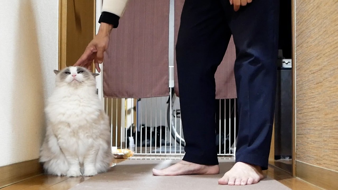 毎日12時間以上お留守番を頑張っているラグドールに、足のニオイとおやつと高級キャットフードを差し上げます。