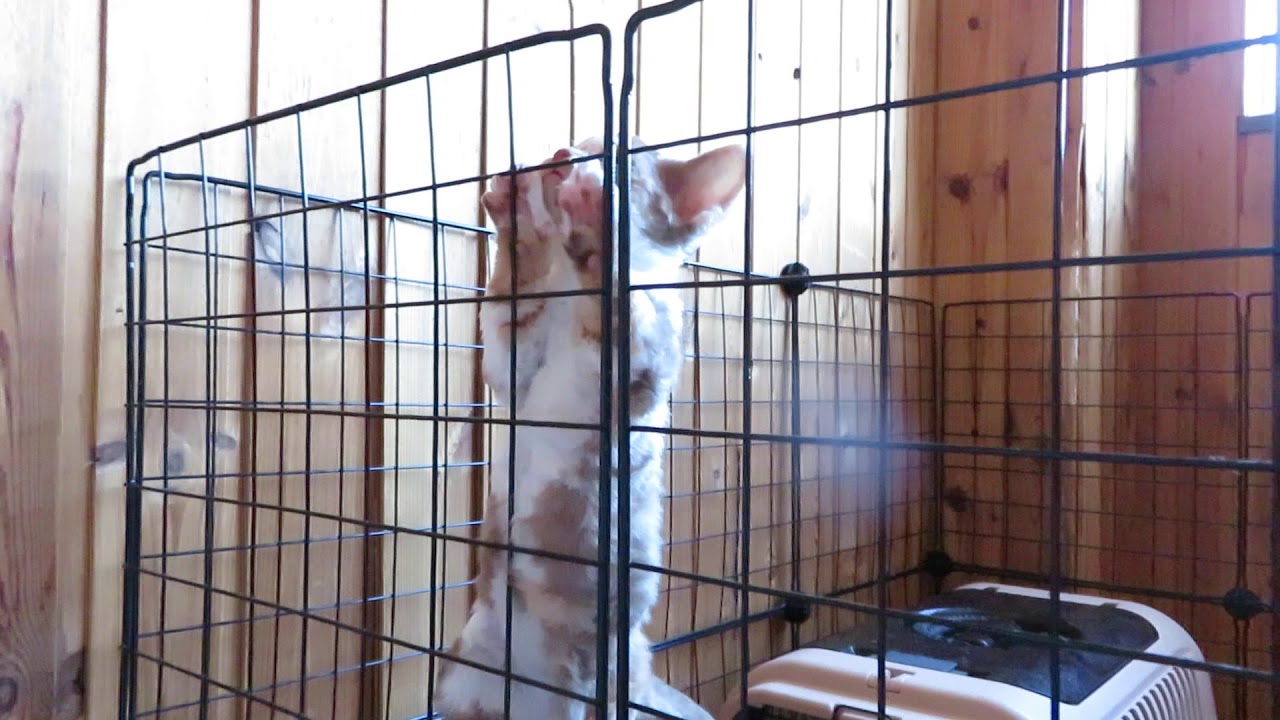 デボンレックス　子猫