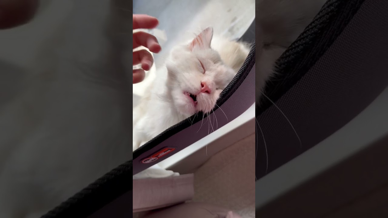 撫でられると気持ちくて口が開いちゃう猫【サイベリアン】#ショート動画