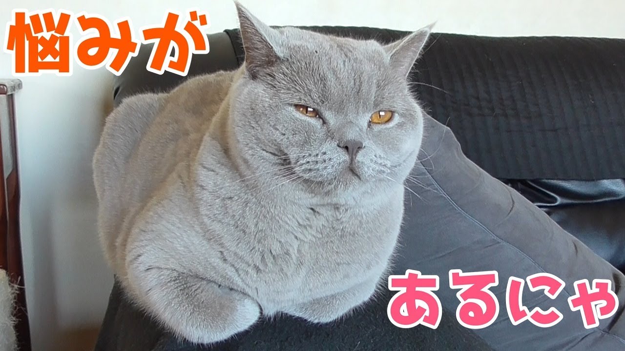 【猫の毛割れ】毛並みに関する悩みがあります…(ブリティッシュショートヘア)