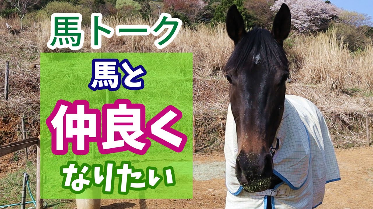 馬と仲良くなりたい/馬に舐められてしまう【馬トーク Vol.3】