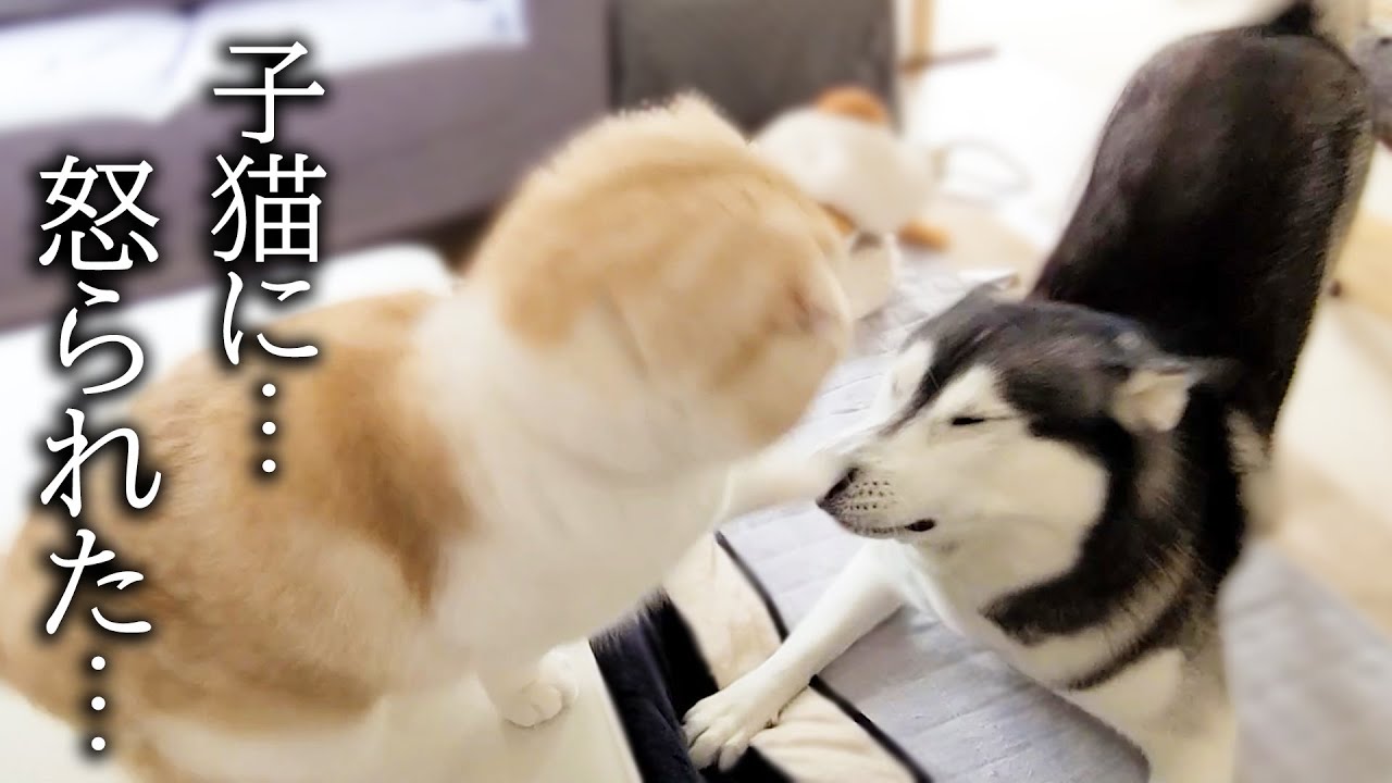子猫の大切なベットを壊しちゃって猫に怒られるハスキー犬がこちら
