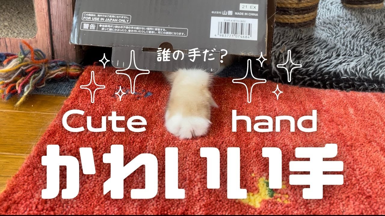 これ誰の手だ？【かわいい手】Cute hand（バーマン猫）Birman/Cat