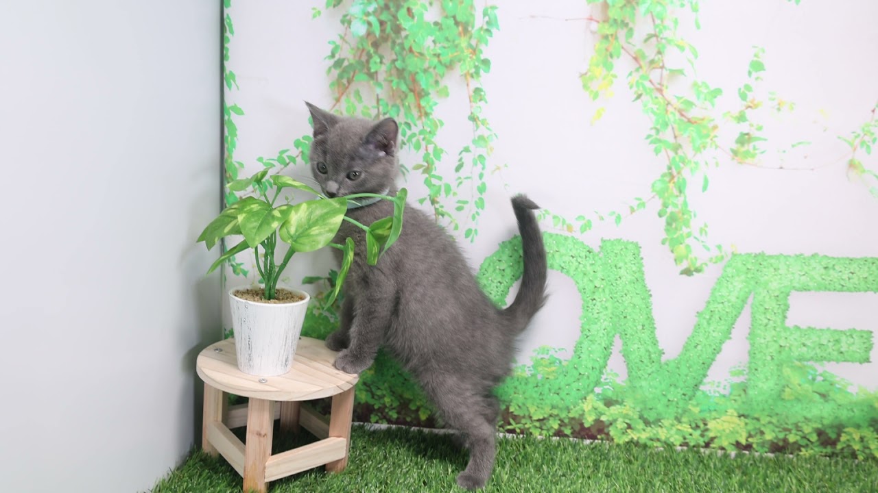 Coo&RIKU　No571239　シャルトリュー