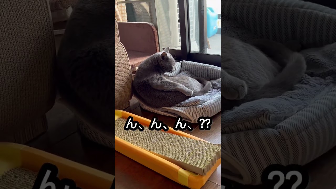 【ロシアンブルー】めろん座り方笑けます😁【猫】#shorts