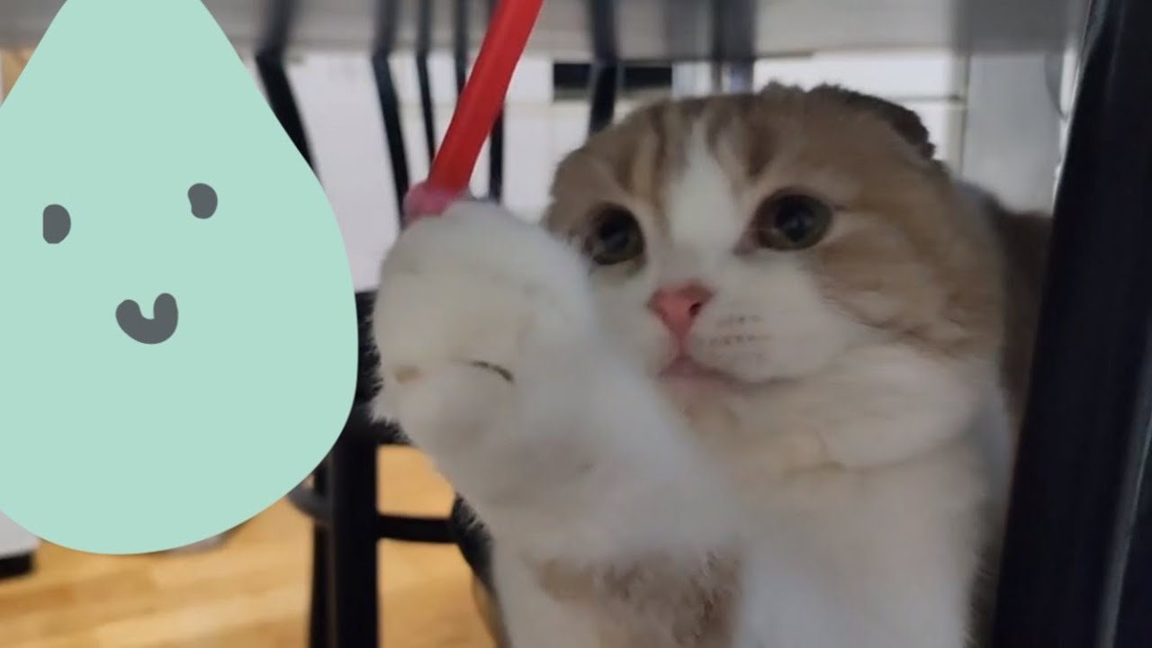 おっとり猫　肉球ソフトタッチが可愛すぎる　スコティッシュフォールド