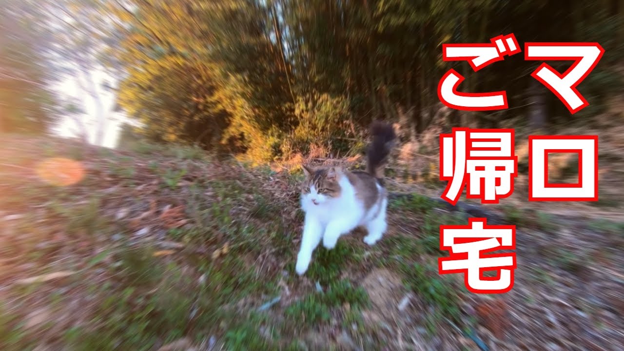 【見納め】メインクーン・マロ生前最後の帰宅シーン