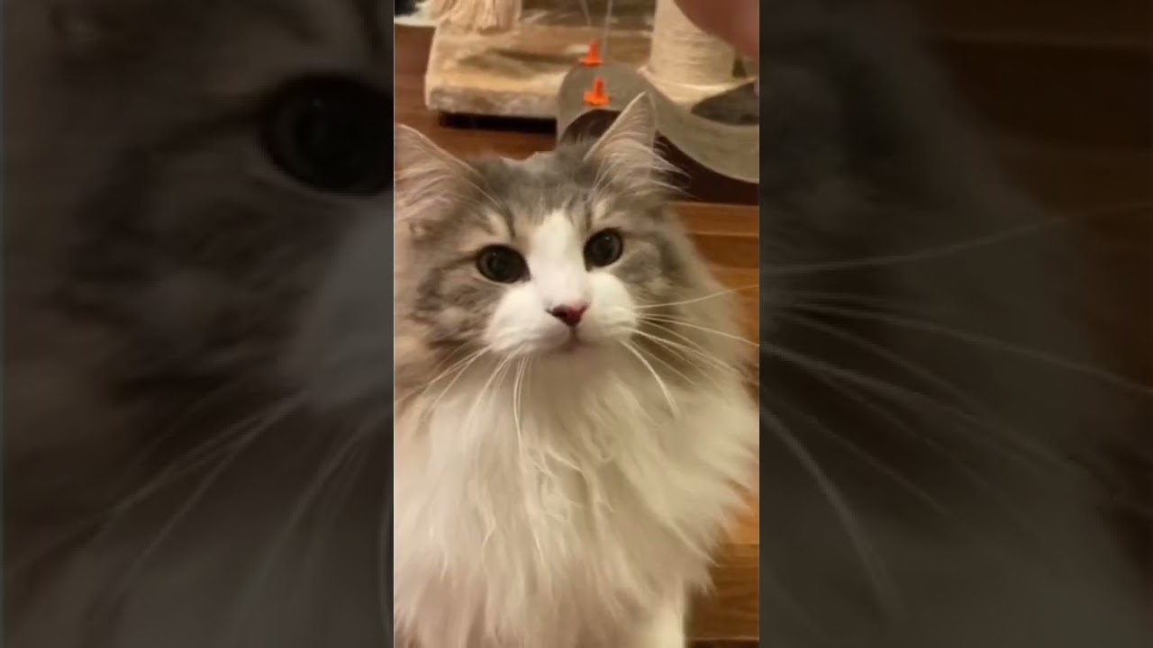 犬化した猫。　　【ノルウェージャンフォレストキャット】