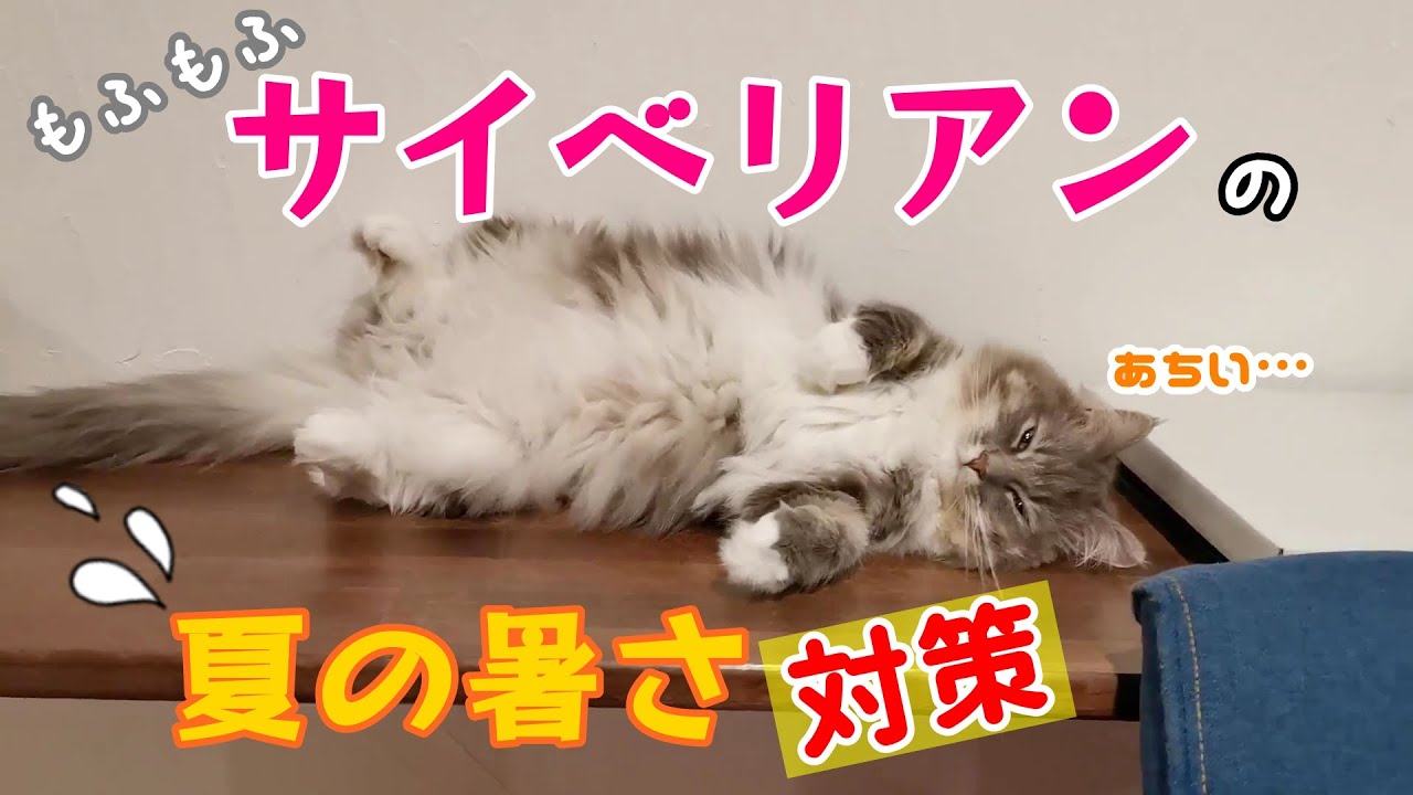 もふもふなサイベリアン猫は夏に弱い！暑いこの時期を乗り切ろう【サイベリアンのラフィ#149】