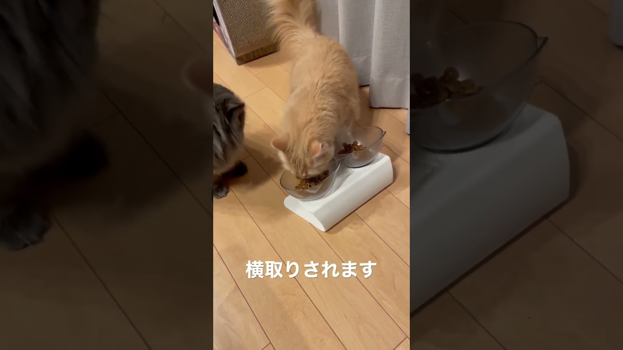 ご飯を横取りする猫とされる猫 🐈🐈‍⬛#ラガマフィン