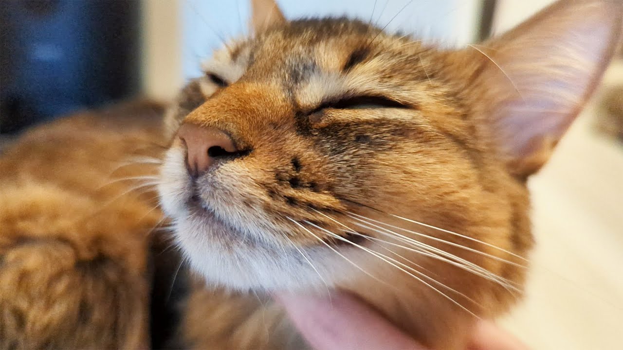 【324日目】なーでなーで #ソマリ #cat
