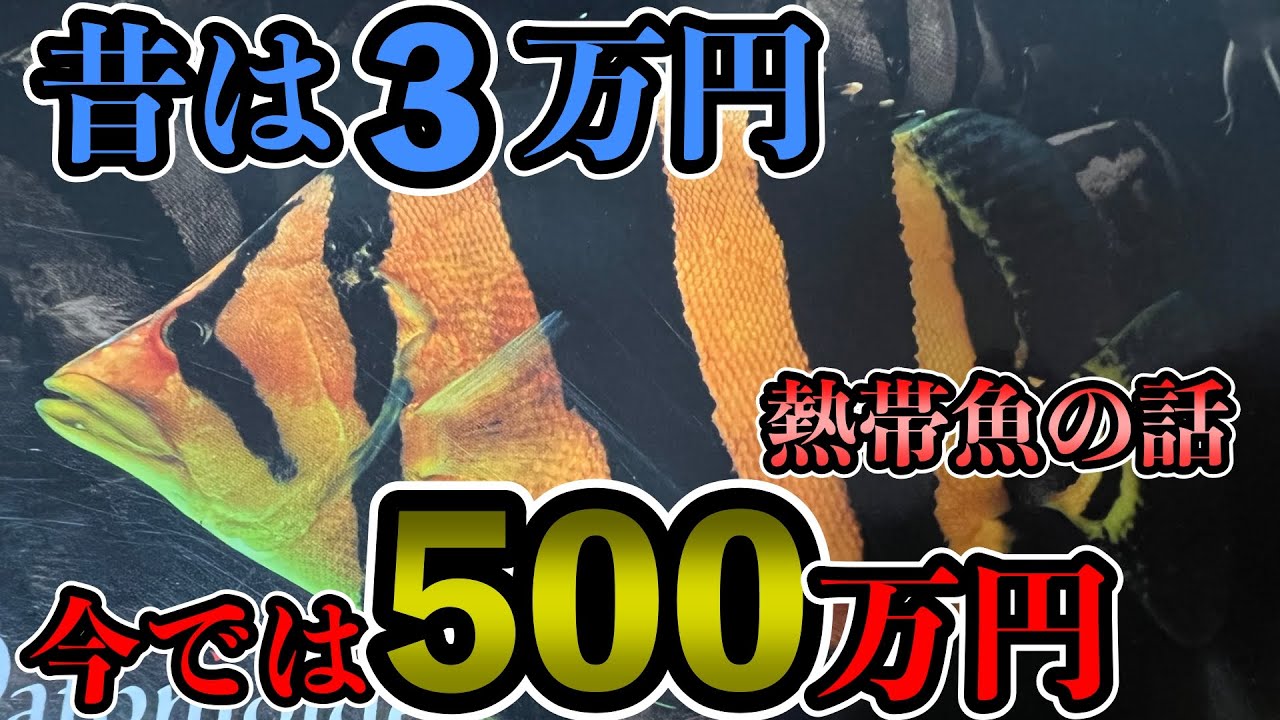 『昔は３万円！今なら500万円』の超希少になった熱帯魚　その名は『ダトニオ　シャムタイガー』龍魚世界ポンティアナ　坂本さん大型魚のお話