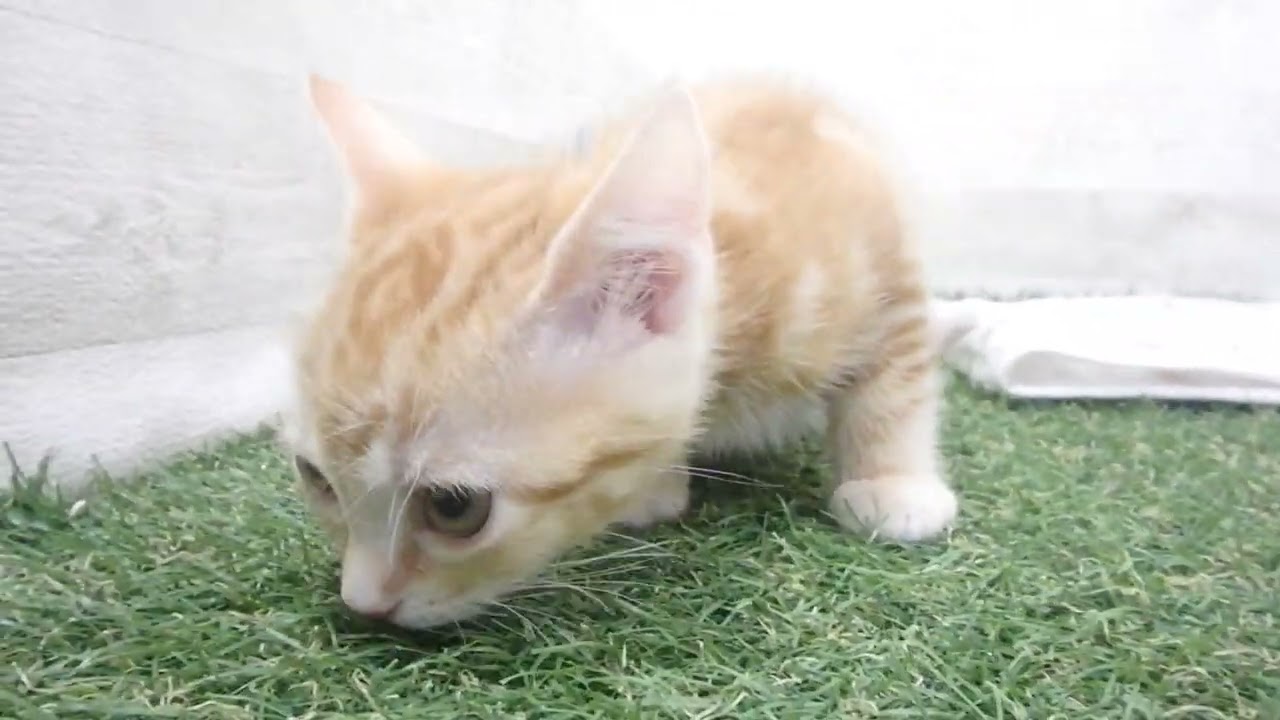 00607448 アメリカンショートヘアー