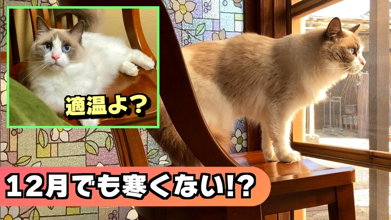 12月なのに、全く寒くなさそうなラグドール＆石油ストーブを買うか悩む人間！？【猫のナレーション】
