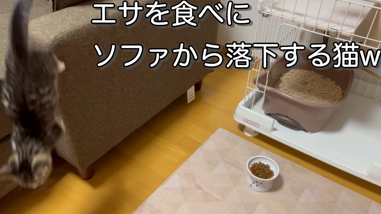 【マンチカン】ただただ遊んだり、寝たり、食べたり、遊んだりするしじみくんをお届けします