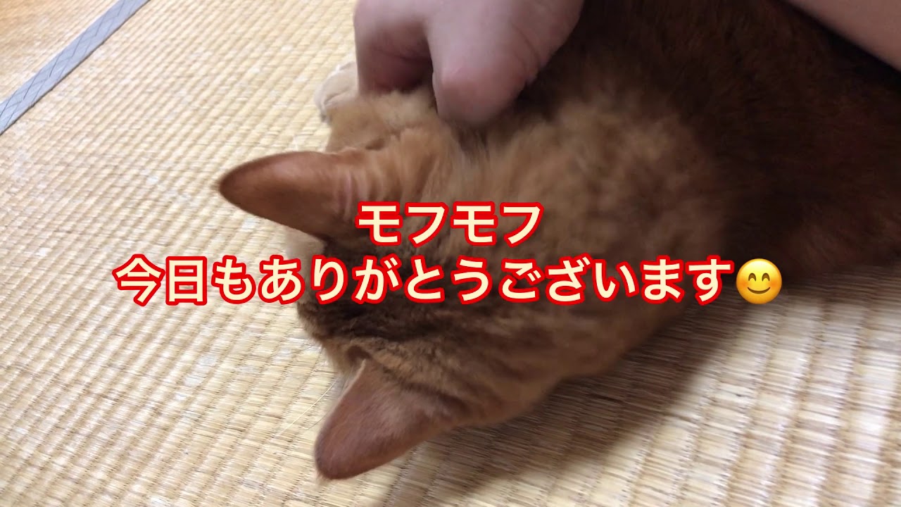 猫　cats ターキッシュアンゴラのルーちゃんと虎猫の寅次郎君