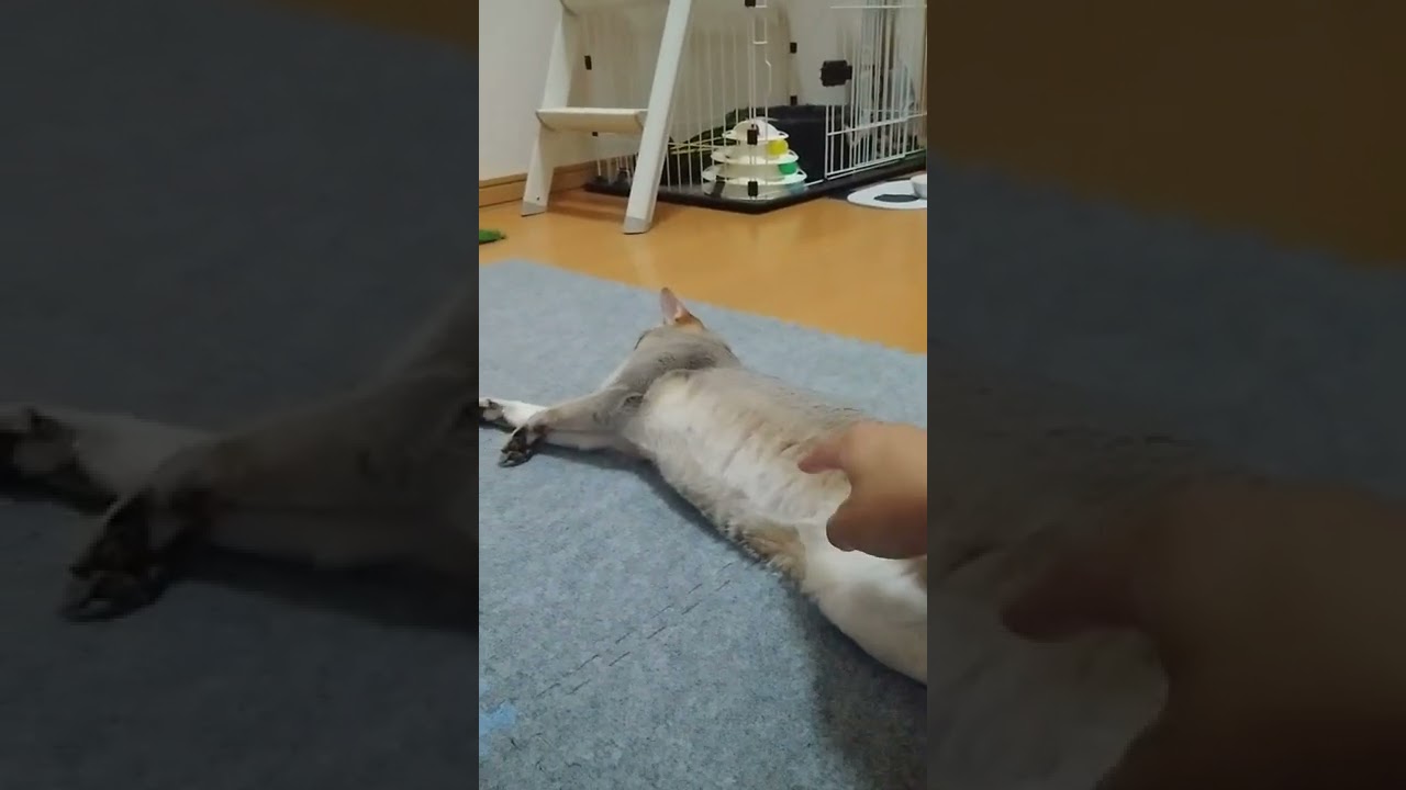 不意をつくといらっとするシンガプーラ猫　#shorts
