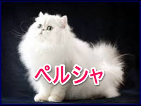 【猫図鑑】ペルシャ