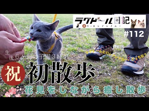 【猫旅＊花見散歩@三次尾関山】ラグドール＆ロシアンブルーMIXの子猫３姉弟が６ヶ月を迎えたので、初めての散歩に連れて行きます😸　ラグドール日記〜共作ロシアンブルー　第112話『３姉弟と花見散歩』