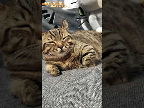 親方のような貫禄　/キンカロー　マンチカン×アメリカンカール　#Shorts