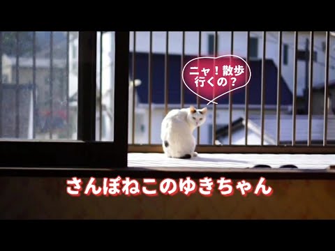 【さんぽねこのゆきちゃん】ゆきちゃん！そろそろお散歩に行く時間だよ。いつもありがとう！│熱海│日本猫│希少で唯一無二のお散歩猫のジャパニーズボブテイル