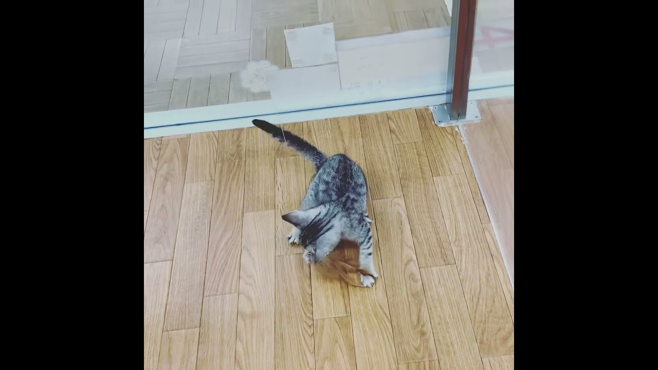 オシキャットさん