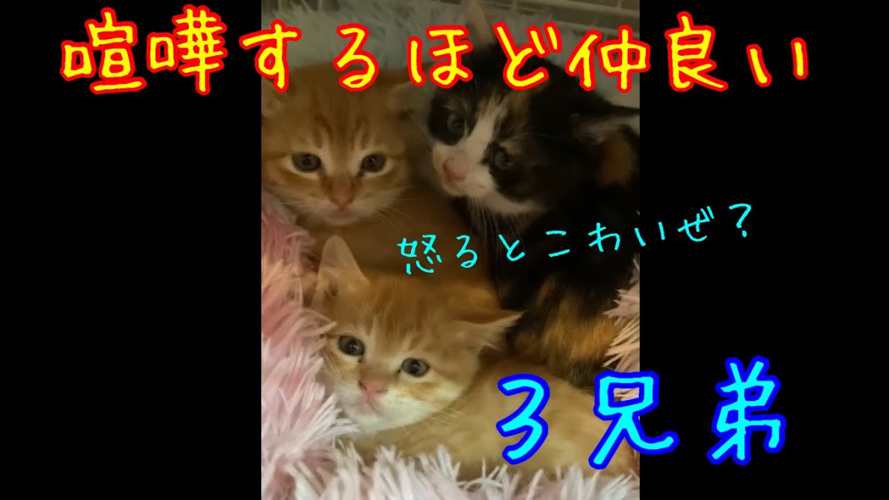 【保護猫】まだまだ警戒してる子猫達。