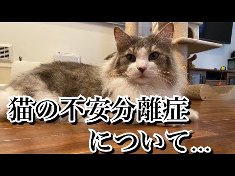 猫の不安分離症について…【ノルウェージャンフォレストキャット】